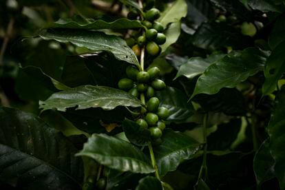 Una planta de café en la parcela de Joaquín Gutiérrez en Jocotán.