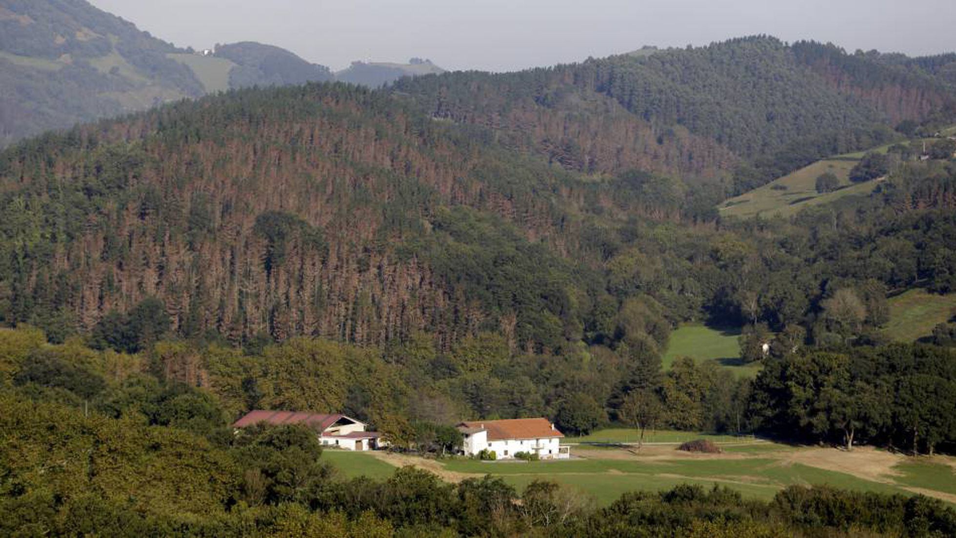 Una plaga de hongos amenaza a los pinos del País Vasco | Sociedad | EL PAÍS