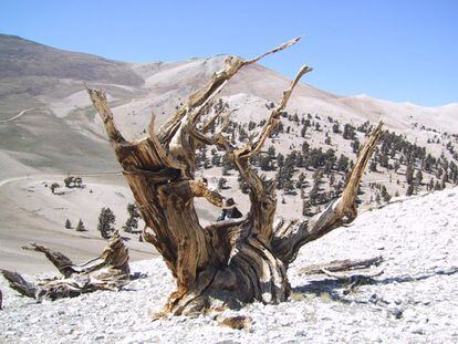 El pino de piña de erizo, el más longevo de la Tierra, que vive miles de años, y se encuentra en Sheep Mountain, California, se está viendo afectado por el aumento de las temperaturas.