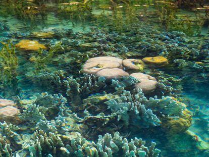 Arrecife tropical en las islas Cook, en el Pacífico Sur.