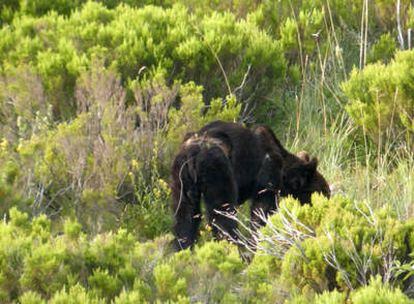 El oso herido en los bosques de Páramo del Sil.