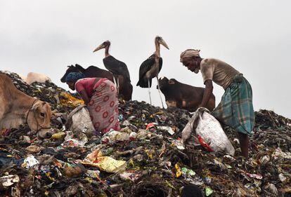 Chatarreros seleccionan basura junto a marabús y vacas en un gran basurero en Guwahati.