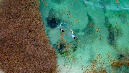Turistas nadan en la playa de Xcalacoco al lado de sargazo en Playa del Carmen, Quintana Roo, en 2019.