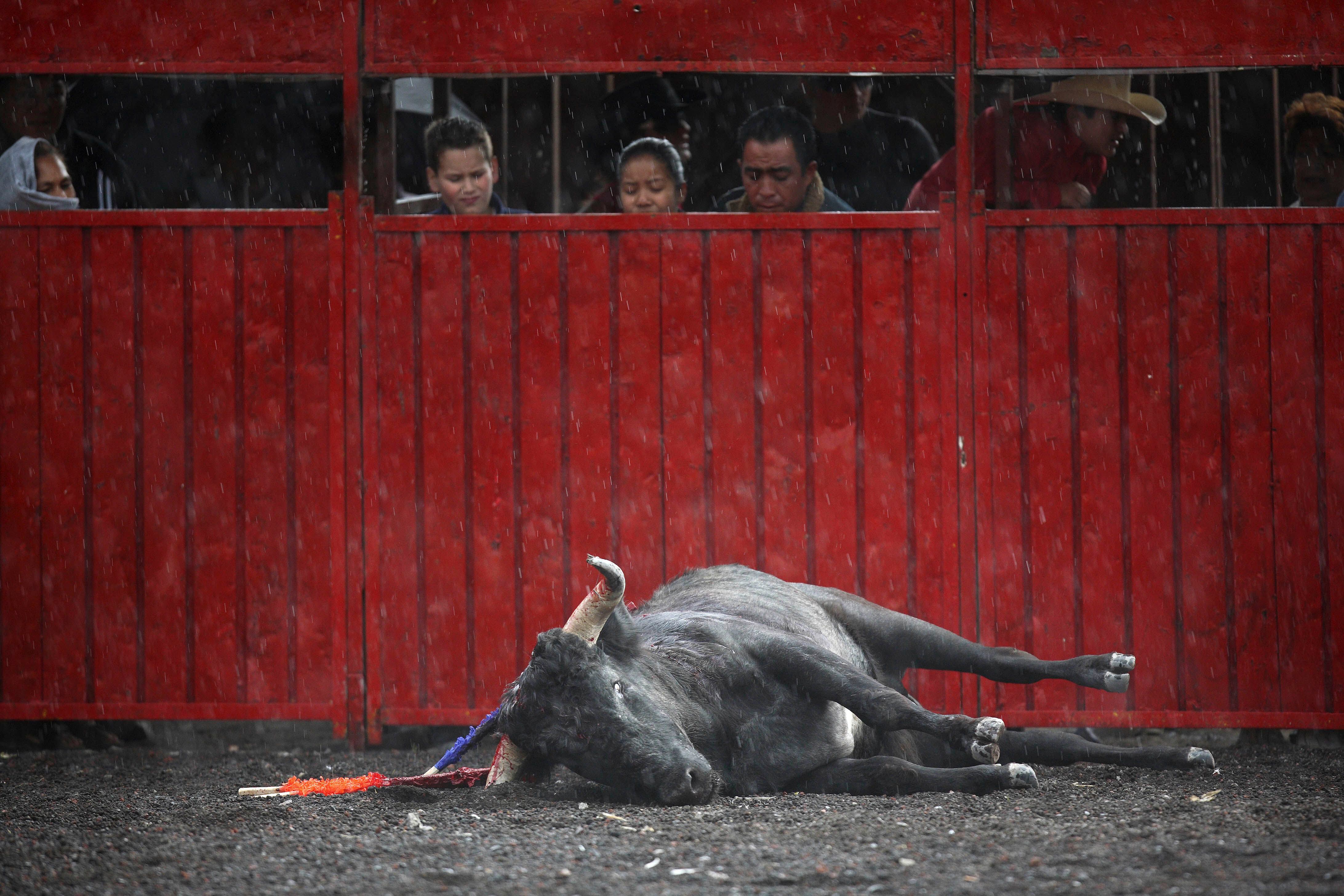 Un toro yace en el suelo tras la corrida del domingo 7 de octubre de 2007 en la Plaza México. 