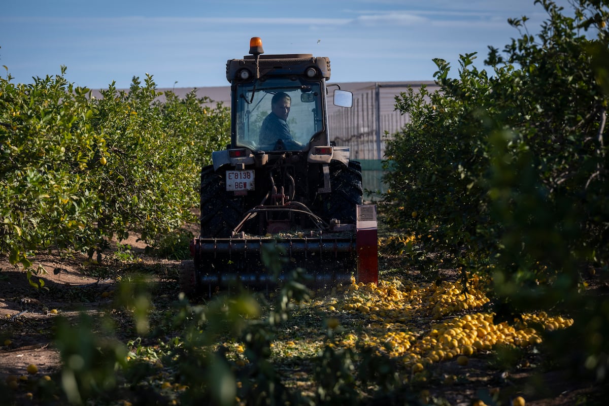 El gran derroche de agua: miles de millones de litros para regar frutas y hortalizas que acaban desechadas o como comida para animales | Clima y Medio Ambiente
