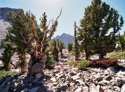 El trágico destino de Prometeo es la razón de que el Matusalén esté oculto. En 1964, el estudiante Donald R. Currey perforó este 'Pinus longaeva', considerado el más antiguo del mundo con unos 5.900 años, para estudiar en sus anillos las causas de los deshielos de la Pequeña Edad de Hielo. En el proceso la máquina se atascó y para recuperarla los servicios forestales tuvieron que talar el árbol. El accidente provocó que se extremaran las medidas de seguridad con el Matusalén. "Hay que compatibilizar el uso público con el bienestar del árbol", señala García Gómez. "Divulgar su valor y protegerlos. Incluso, a veces [como demuestra este caso], es mejor no divulgar".