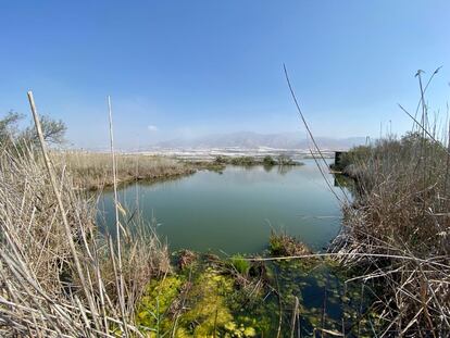 Extremo de la laguna Nueva de las albuferas, donde se puede observar la degradación del carrizal por la salinidad del agua.