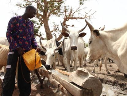 Un pastor de la etnia fulani da de beber a su ganado.