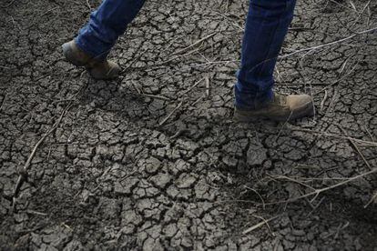 Un campesino pasea por un campo seco de California.
