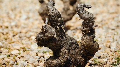 Vides con alta resistencia a la sequía en un viñedo de secano, en Murcia.
