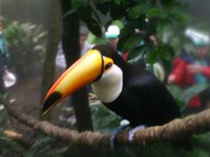 Un tucán de pico amarillo, en la selva amazónica del parque Faunia, en Madrid.