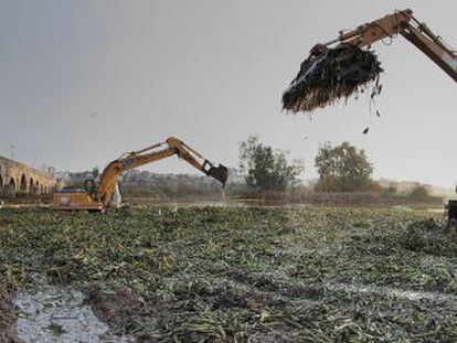 M&aacute;quinas recogiendo el camalote, planta invasora que se extiende por el Guadiana, a su paso por Extremadura.