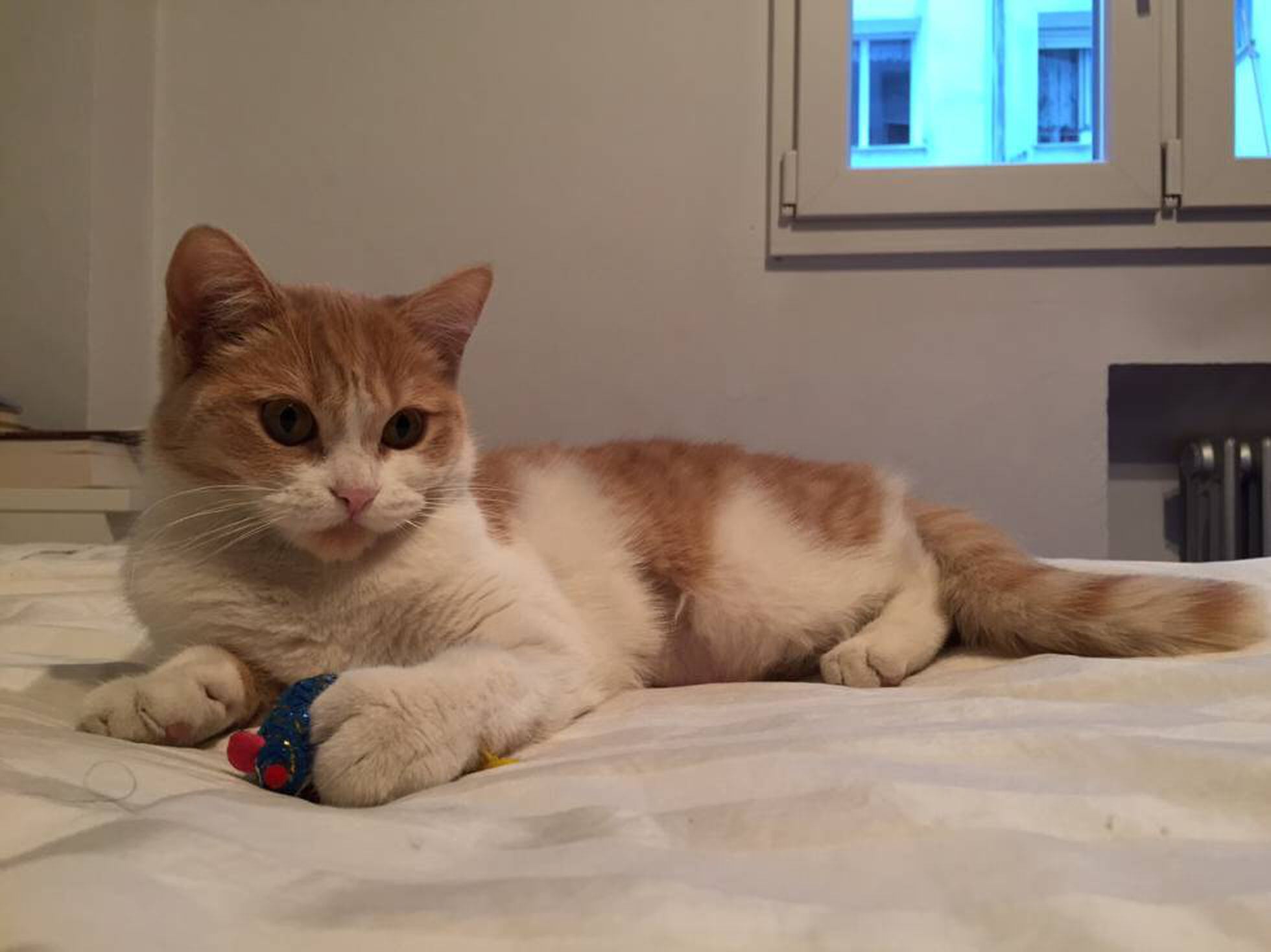 Mi Gato Se Mea En Su Cesta