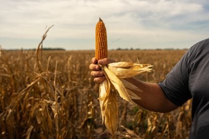 Una mazorca de maíz dañada por la sequía en manos del granjero Marcelo Beauvallet, el pasado 12 de marzo en Ibarlucea (Argentina).