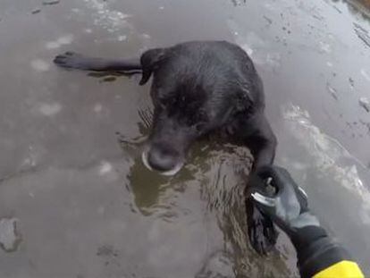 Los bomberos de Northumberland colaboraron con una organización en defensa de los animales para sacar al animal