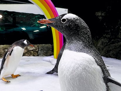 Los pingüinos homosexuales Sphen y Magic, que viven en el acuario Sea Life  de Sídney.