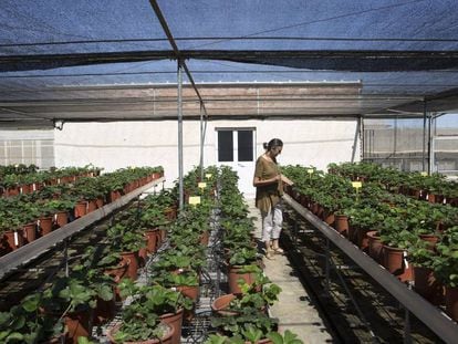La investigadora Carmen Soria, en el Instituto de Investigación y Formación Agraria de Churriana (Málaga) donde se encuentra una colección de variedades de fresas que supera las 700 accesiones.