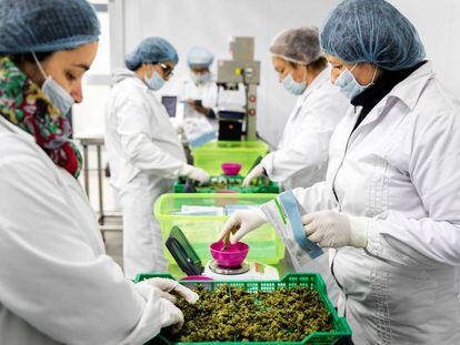 Unas trabajadoras pesan marihuana en la finca Libertad.