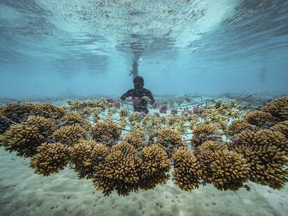 Uno de los miembros de Coral Gardeners trabaja en uno de sus viveros de corales en la Polinesia Francesa.