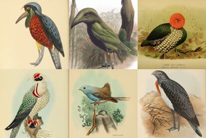 Imágenes de pájaros creadas por un algoritmo de IA, entrando por Daniel Solis