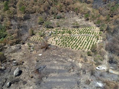 Vista aérea de un viñedo de la bodega Comando G que se salvó del incendio forestal del pasado 28 de junio.