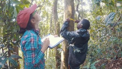La investigadora Aida Cuní y un miembro de su equipo durante la medición de árboles de las montañas Itombwe, en la República Democrática del Congo.
