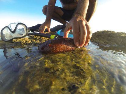 Un pepino de mar en una playa de Cádiz.