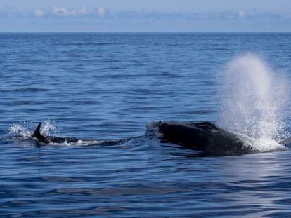 La ballena azul avistada en Canarias el pasado fin de semana.
