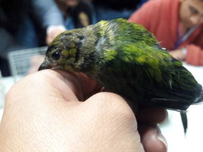 Una de las aves intervenidas en 2016 a un ciudadano español en el aeropuerto de Lima.