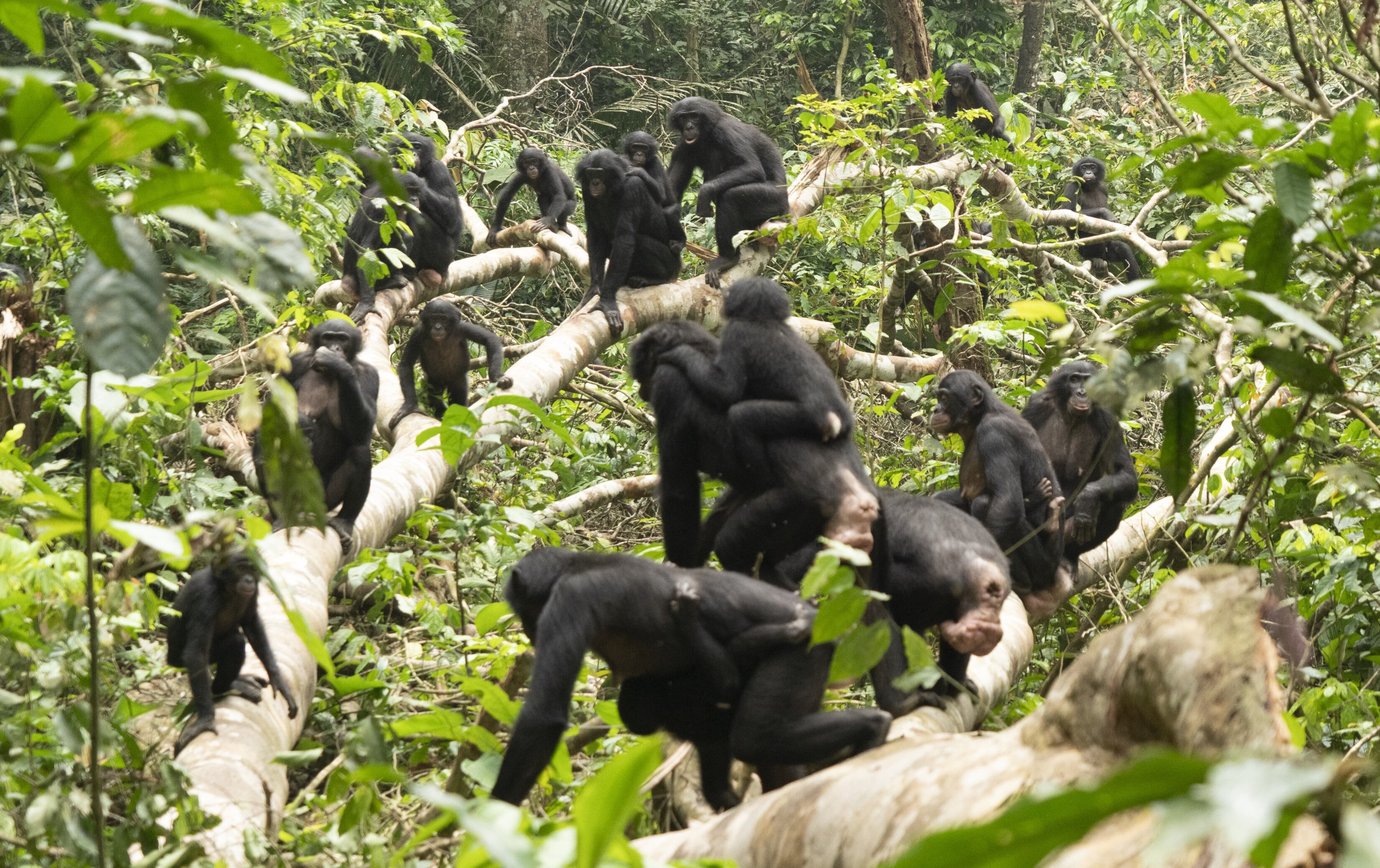 Encuentro pacífico entre dos comunidades de bonobos.