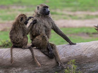 En algunos babuinos, quitarle los piojos a otro individuo es una forma de hacer alianzas.