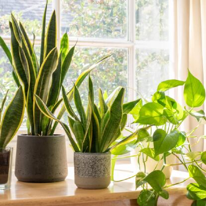 Agua sólida para regar las plantas