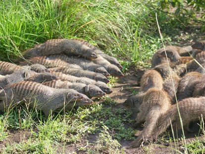 Dos grupos de mangostas anilladas forman líneas de batalla durante un encuentro intergrupal en el Parque Nacional Queen Elizabeth, Uganda (África).