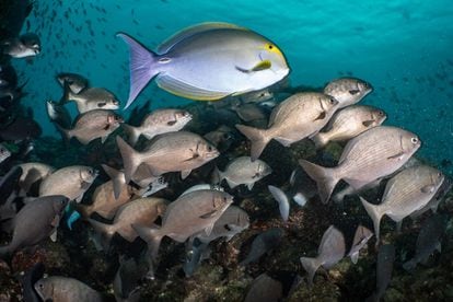 La reserva protege la cordillera submarina de Coiba.