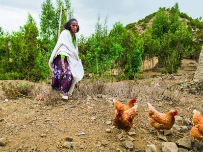 Mitselal Tekle atendía así a sus gallinas el pasado julio en su casa, en Kal Amin Kebele, en la región de Tigray (Etiopía).