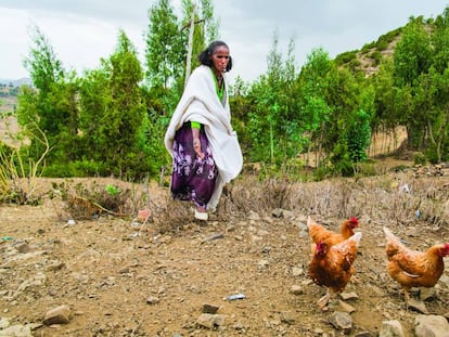 Mitselal Tekle atendía así a sus gallinas el pasado julio en su casa, en Kal Amin Kebele, en la región de Tigray (Etiopía).