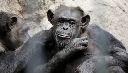 La chimpancé Cecilia en el zoo de Mendoza.