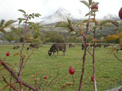 El color rojo fuerte de los escaramujos (frutos del rosal silvestre) enmarca a las vacas paciendo en una pradera de la comarca leonesa de Babia.