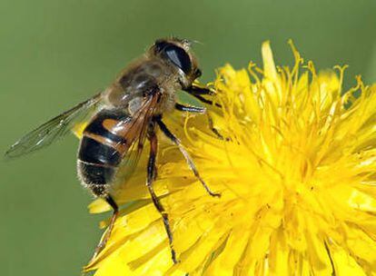 Una abeja europea se posa sobre una flor