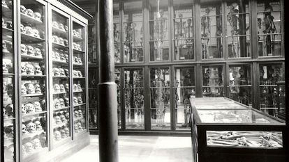 Colecciones de cráneos y esqueletos expuestos en una sala del Museo de Ciencias Naturales de La Plata, Buenos aires, en 1888.