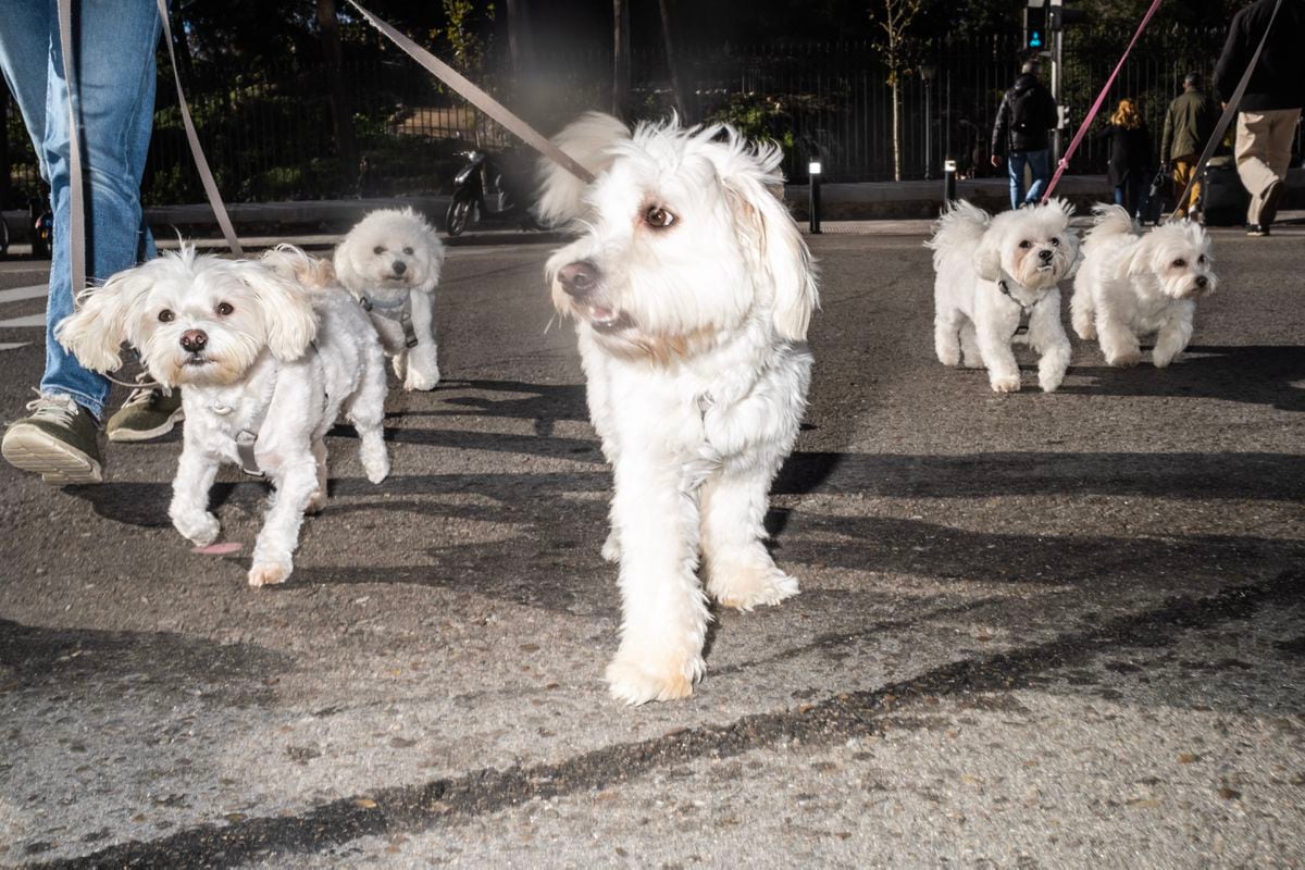 Descubre Qué Raza De Perro Es Más Común En Tu Barrio De Madrid | Datos ...