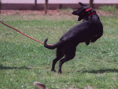 Un perro salta tras recibir un estímulo eléctrico a través de su collar en Valencia.