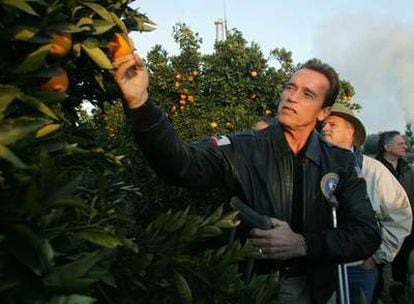 Arnold Schwarzenegger observa los cítricos destruidos a mediados de enero por un inesperado granizo.