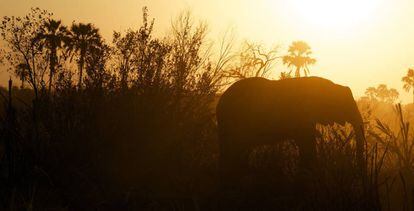 Un elefante africano camina s&oacute;lo.