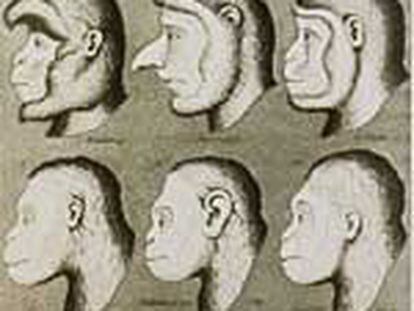 &#39;Evolución facial de los primates&#39;, grabado anónimo fechado en 1870.