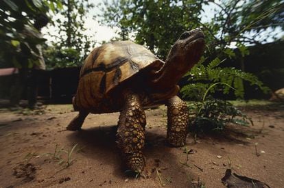 La tortuga angonoka ('Astrochelys yniphora') cuenta con una población de unos 400 individuos en el noroeste de Madagascar. Es una de las especies en peligro crítico de extinción, según la Lista Roja. Pero no es la única: otras tortugas también se ven amenazadas por la captura accidental en redes de pesca, la desaparición de su hábitat por la invasión humana y el comercio ilegal. Estos animales se destinan principalmente al sector alimentario de lujo, por sus huevos y su carne.