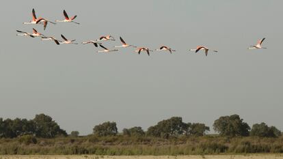Un grupo de flamencos en Doñana, el pasado octubre.