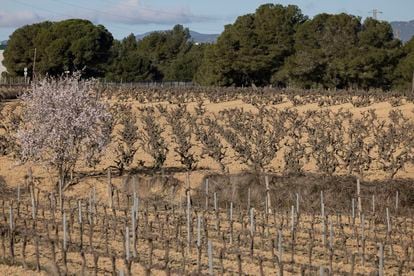 Vineyards on land affected by drought in Penedès (Barcelona).