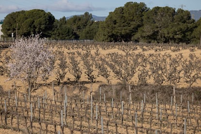 Vineyards on land affected by drought in Penedès (Barcelona).