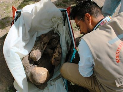 Un trabajador del ministerio de Cultura inspecciona la mochila y la momia, en Puno (Perú), el pasado 25 de febrero.